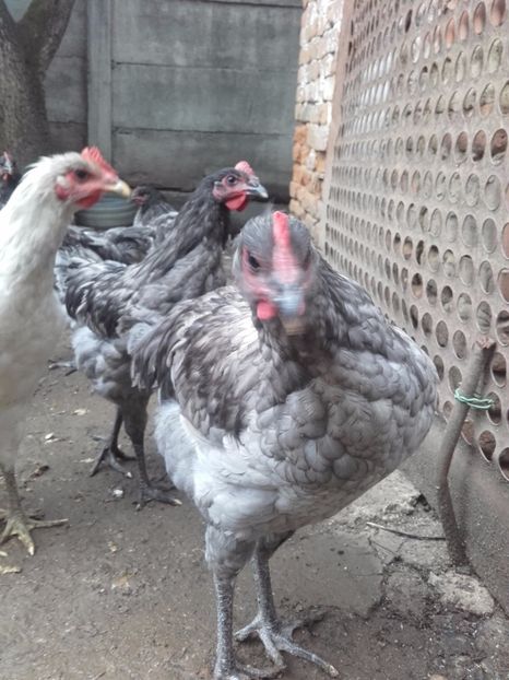  - DE VANZARE COCOSI JERSEY GIANT ALBASTRU NEGRU SI SPLACH