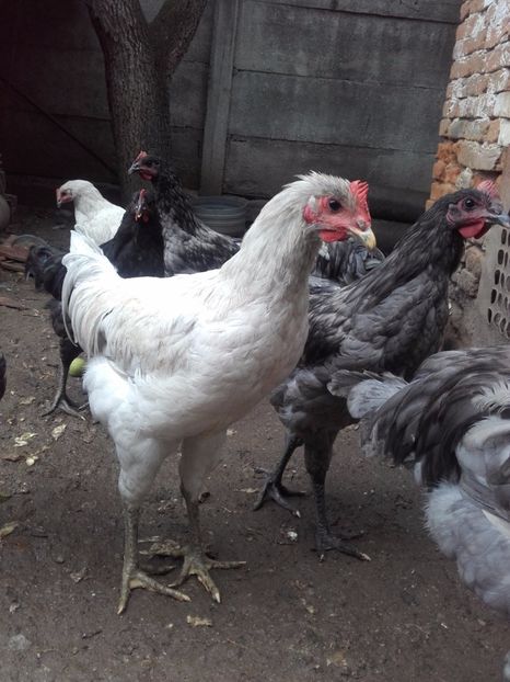  - DE VANZARE COCOSI JERSEY GIANT ALBASTRU NEGRU SI SPLACH