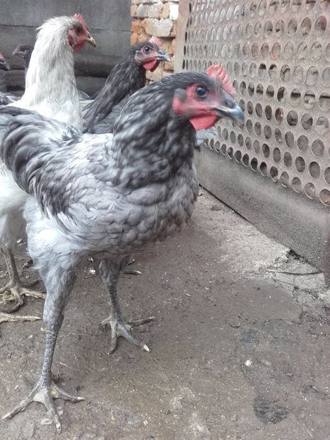  - DE VANZARE COCOSI JERSEY GIANT ALBASTRU NEGRU SI SPLACH