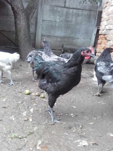  - DE VANZARE COCOSI JERSEY GIANT ALBASTRU NEGRU SI SPLACH