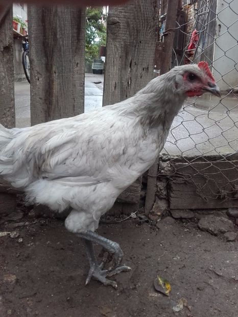  - DE VANZARE COCOSI JERSEY GIANT ALBASTRU NEGRU SI SPLACH