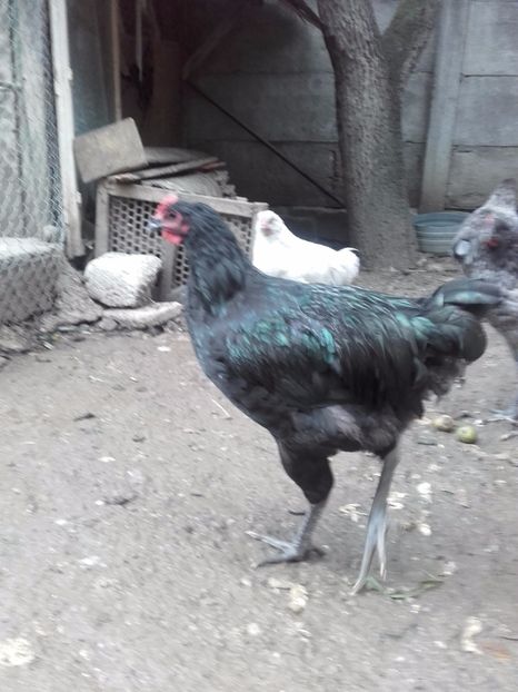  - DE VANZARE COCOSI JERSEY GIANT ALBASTRU NEGRU SI SPLACH