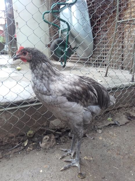  - DE VANZARE COCOSI JERSEY GIANT ALBASTRU NEGRU SI SPLACH