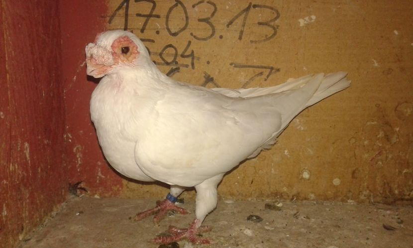  - A _ carunculați de Oradea albi