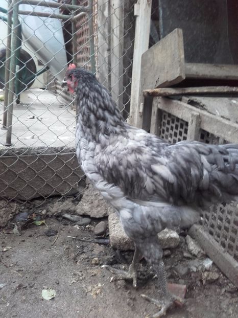  - DE VANZARE COCOSI JERSEY GIANT ALBASTRU NEGRU SI SPLACH