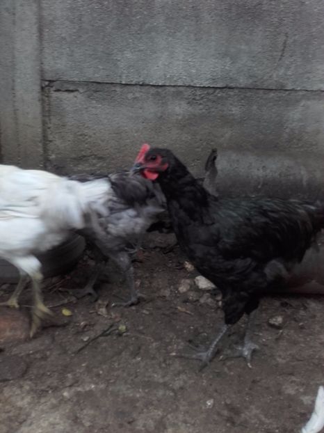  - DE VANZARE COCOSI JERSEY GIANT ALBASTRU NEGRU SI SPLACH