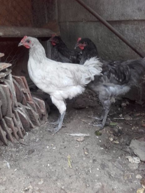  - DE VANZARE COCOSI JERSEY GIANT ALBASTRU NEGRU SI SPLACH