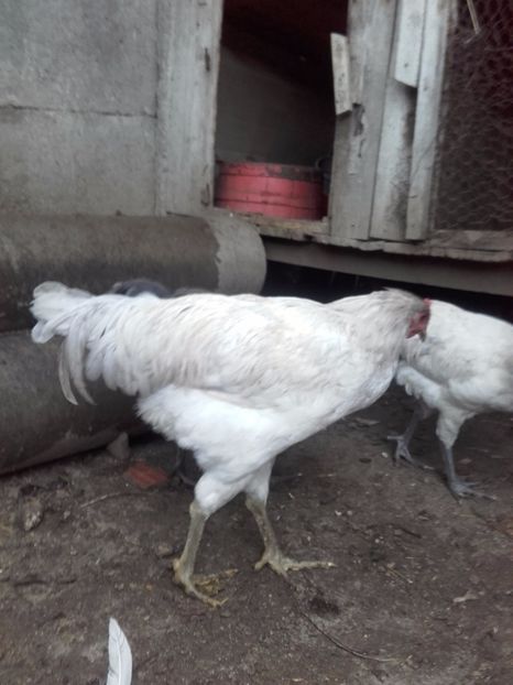  - DE VANZARE COCOSI JERSEY GIANT ALBASTRU NEGRU SI SPLACH