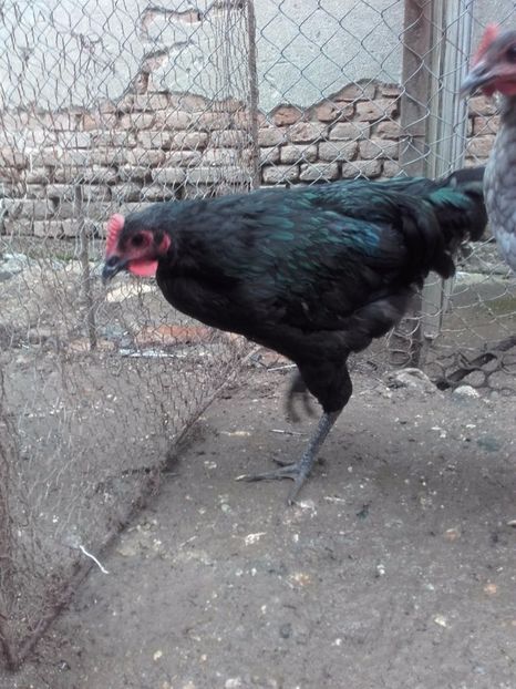  - DE VANZARE COCOSI JERSEY GIANT ALBASTRU NEGRU SI SPLACH