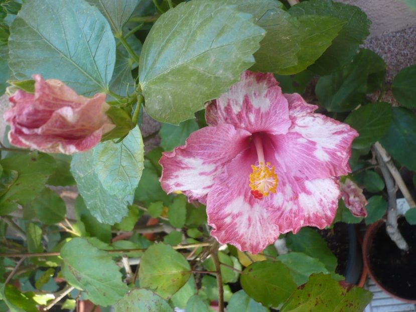 P1340823 - HIBISCUSI 2017-4