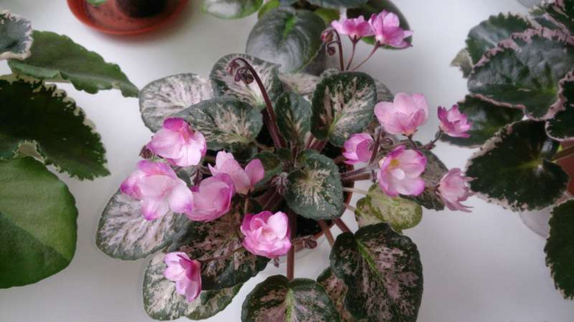 poza net - Hand Picked