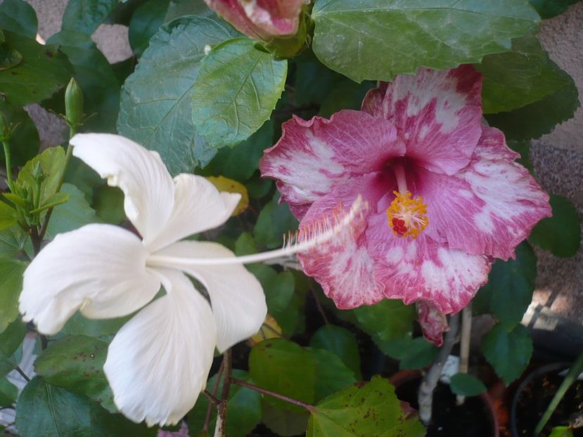 P1340824 - HIBISCUSI 2017-4