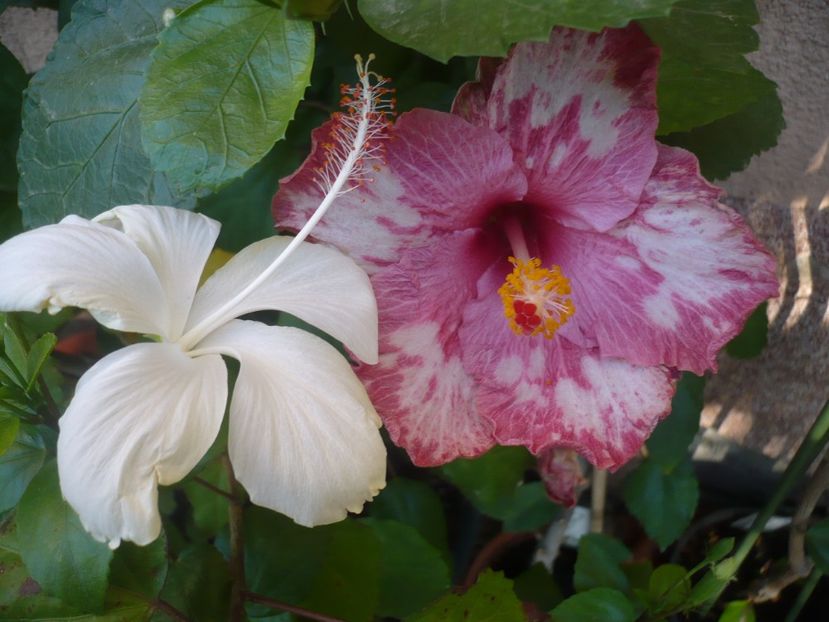 P1340825 - HIBISCUSI 2017-4