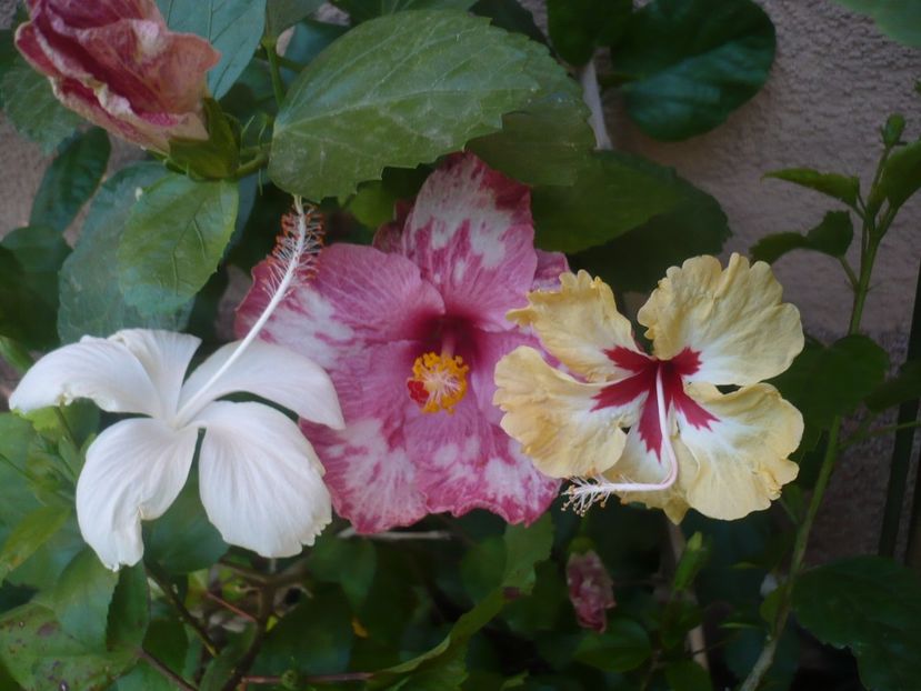 P1340828 - HIBISCUSI 2017-4