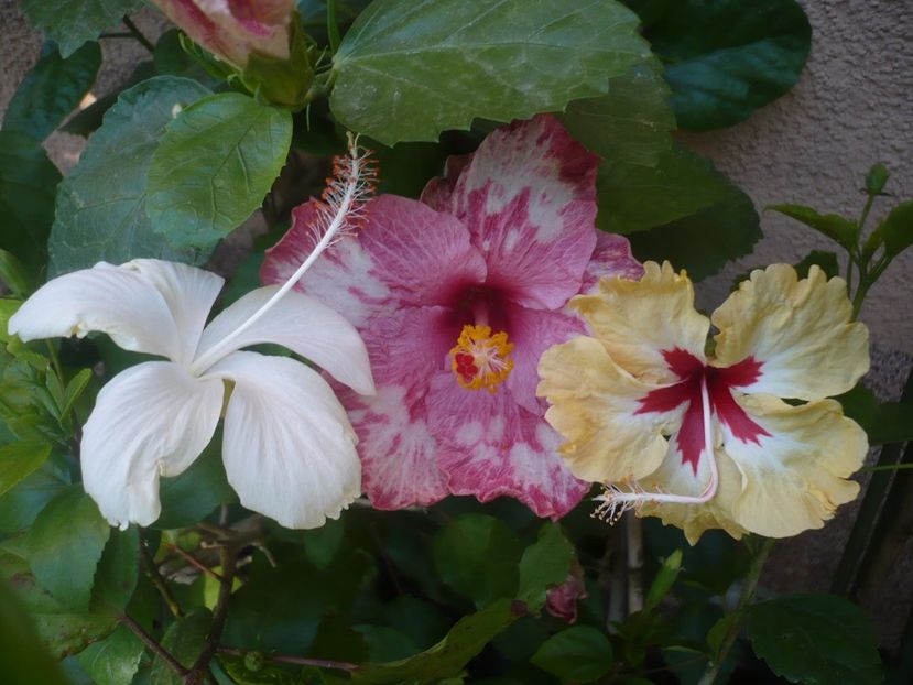 P1340829 - HIBISCUSI 2017-4