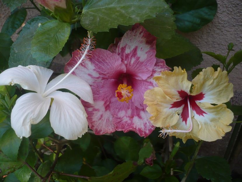 P1340830 - HIBISCUSI 2017-4