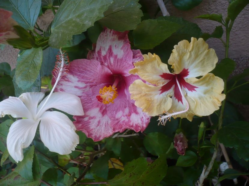 P1340831 - HIBISCUSI 2017-4