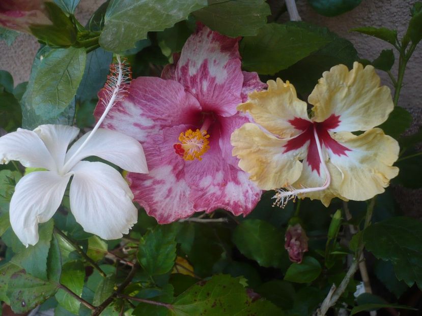 P1340832 - HIBISCUSI 2017-4