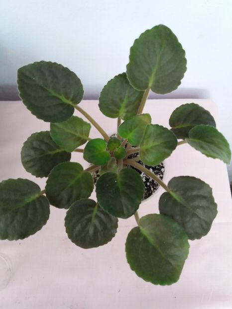 8 sept - ZZ King s Treasure