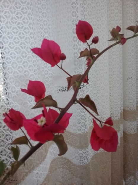  - Bougainvillea rosie-Don Mario