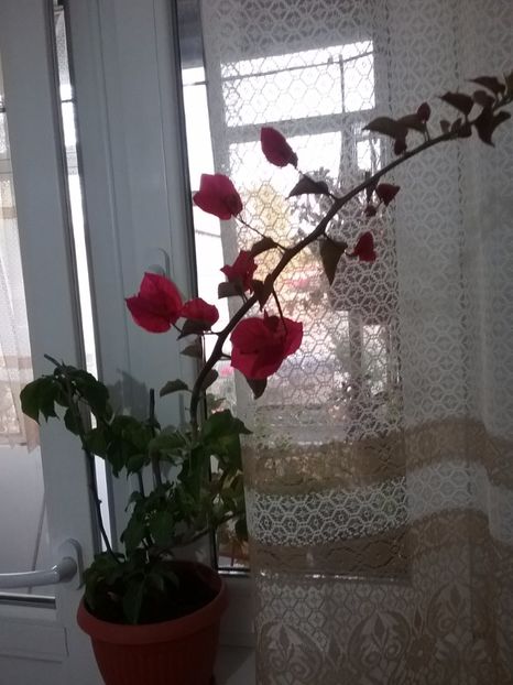  - Bougainvillea rosie-Don Mario