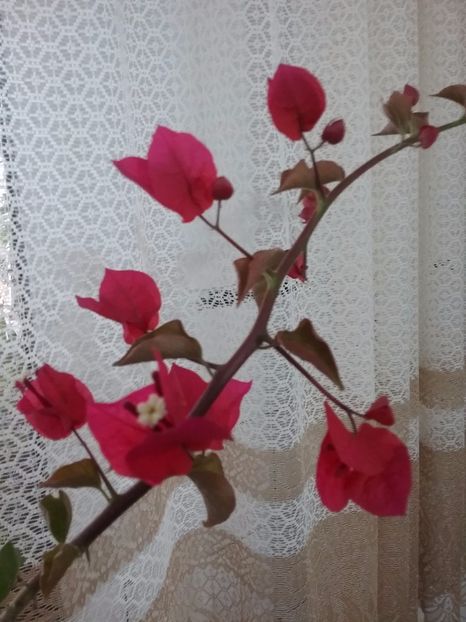  - Bougainvillea rosie-Don Mario