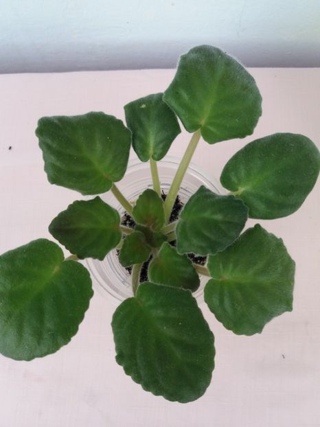 8 sept - ZZ Kostia s Fantasy