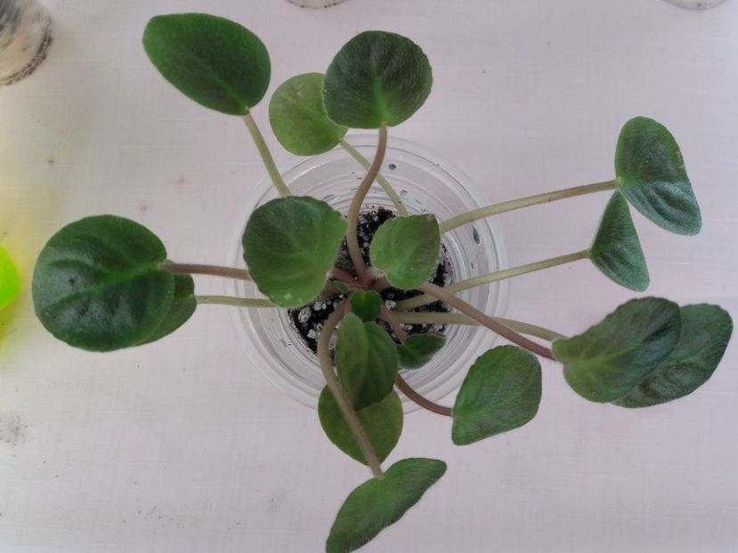 8 sept - ZZ Deer Path