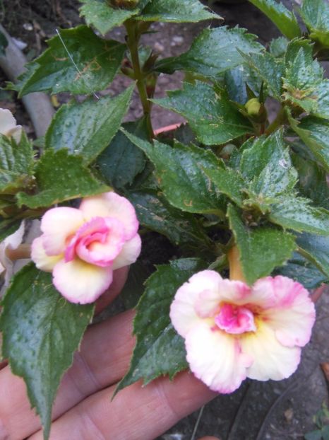Lemon Orchard - A-Flori 2017