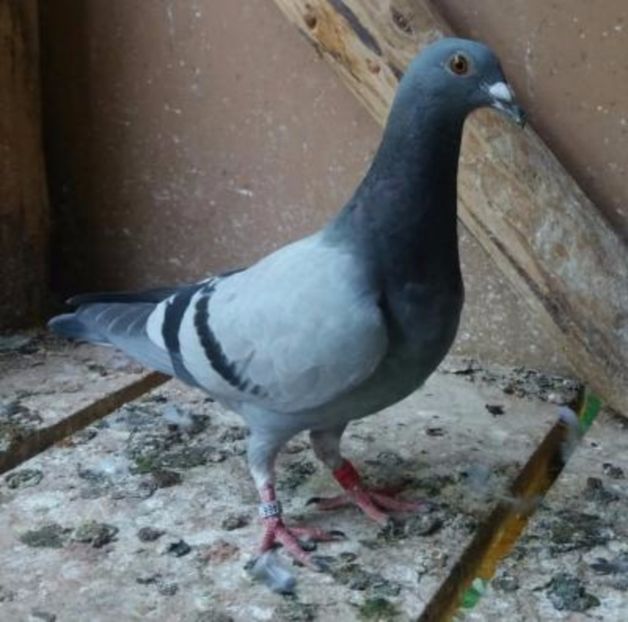 RRP-RO-426733-2017-M-foto - 08-09-2017 Achizite noua