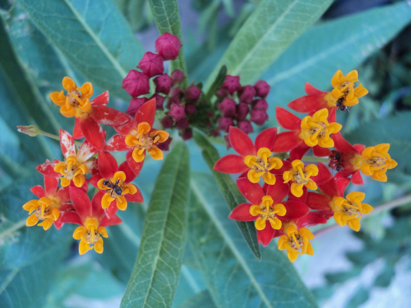 8 sept 2017 - Leandru de Muntenegru - Asclepias curassavica