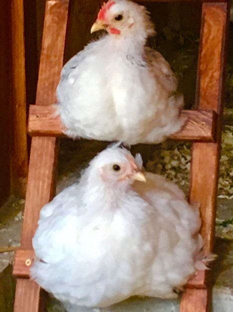  - COCHI PITIC HERMINAT DESCHIS 2018 - 2 familii