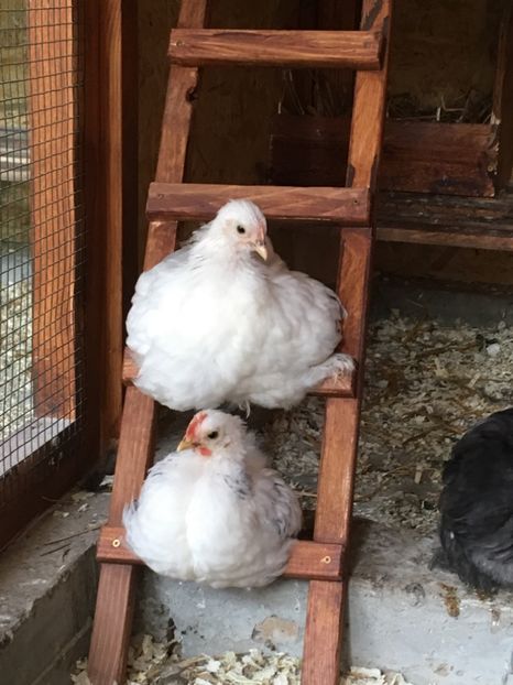  - COCHI PITIC HERMINAT DESCHIS 2018 - 2 familii