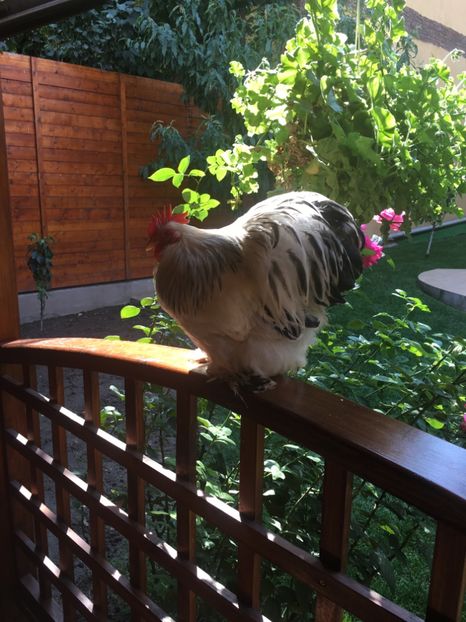  - COCHI PITIC HERMINAT DESCHIS 2018 - 2 familii