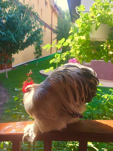  - COCHI PITIC HERMINAT DESCHIS 2018 - 2 familii