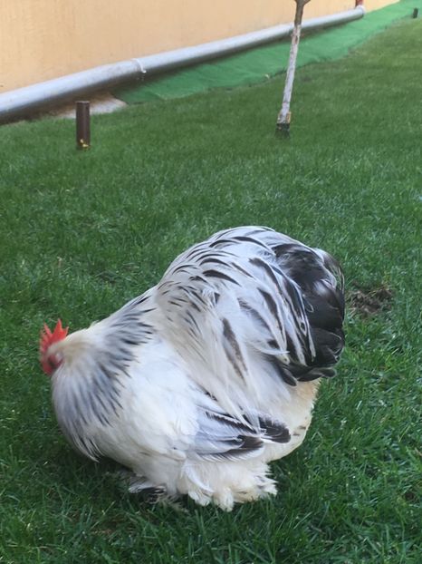  - COCHI PITIC HERMINAT DESCHIS 2018 - 2 familii