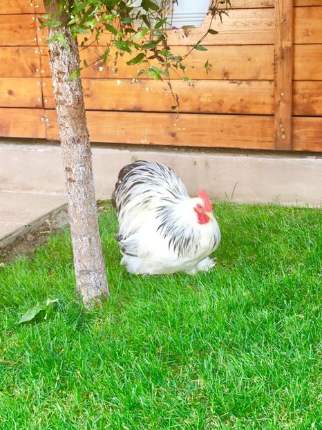  - COCHI PITIC HERMINAT DESCHIS 2018 - 2 familii