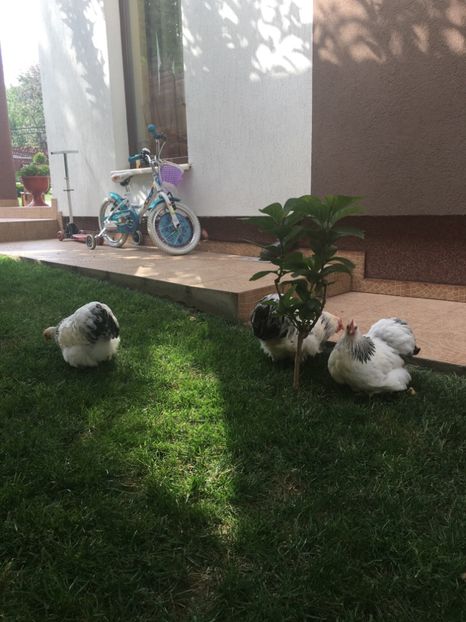  - COCHI PITIC HERMINAT DESCHIS 2018 - 2 familii