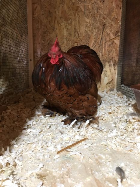  - COCHI PITIC PORTELAN 2018