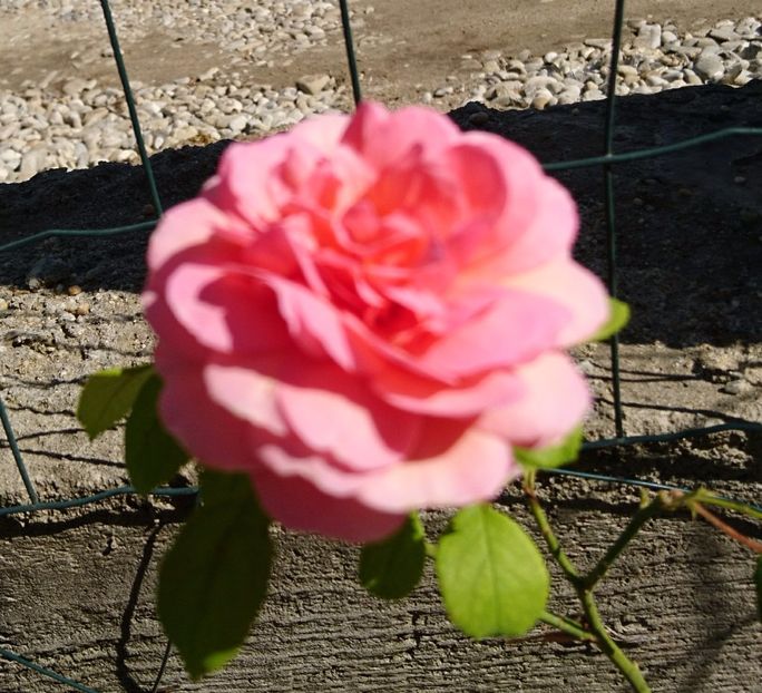  - Princess Alexandra of Kent