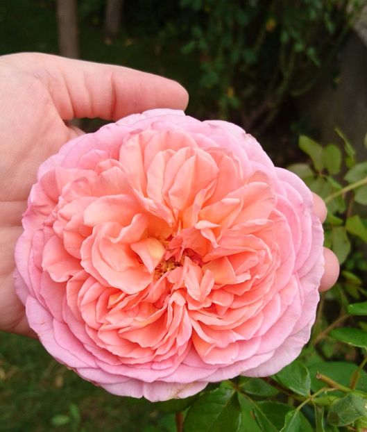  - Abraham Darby