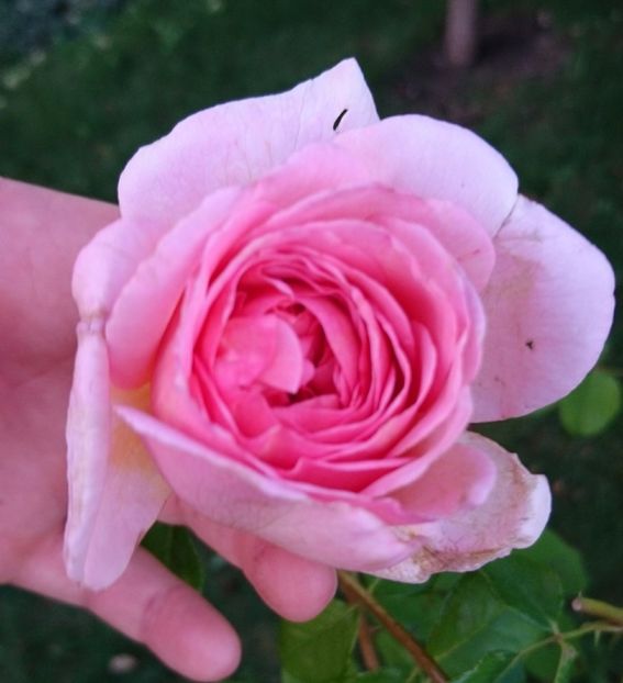  - Abraham Darby