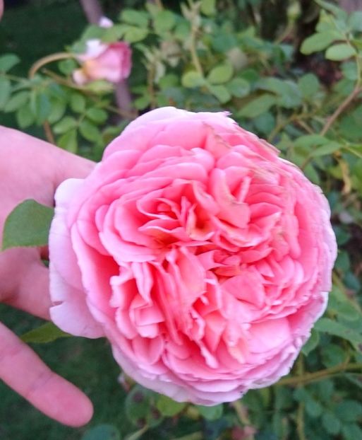  - Abraham Darby