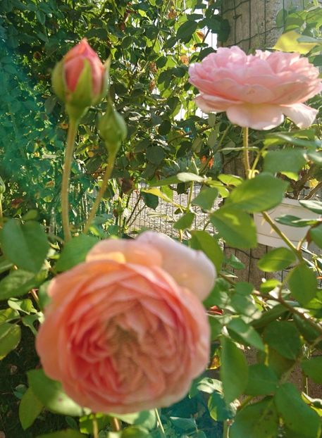  - Abraham Darby
