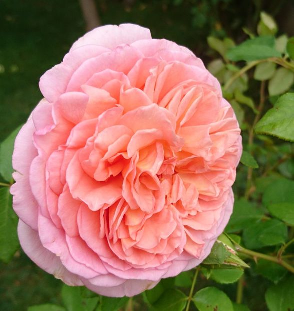  - Abraham Darby