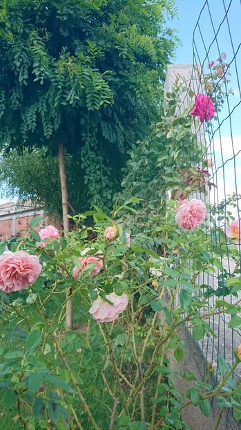  - Abraham Darby