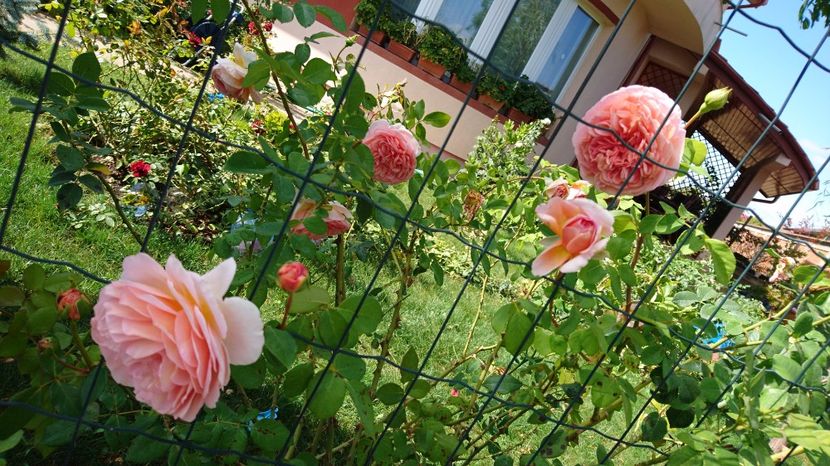  - Abraham Darby