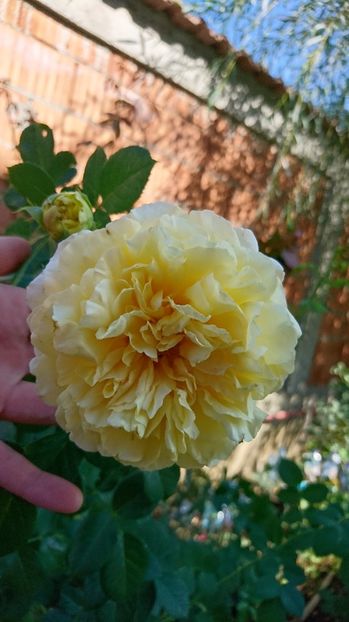  - Cyrano de Bergerac