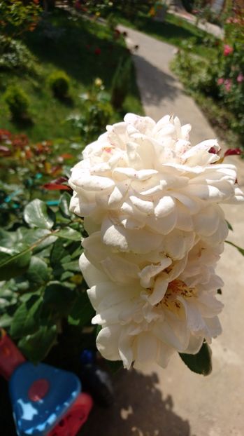  - Uetersener klosterrose- urcator