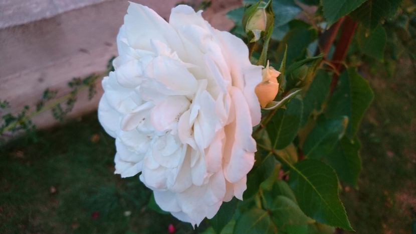  - Uetersener klosterrose- urcator